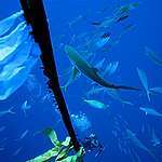 Pescatori e pesci al collasso: ecco la crisi globale della pesca