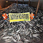 Illegal Pacific Tuna Transhipment. © Alex Hofford
