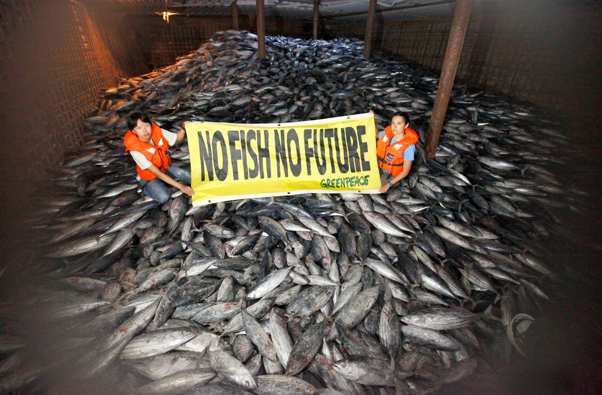 Illegal Pacific Tuna Transhipment. © Alex Hofford