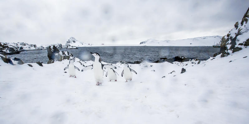 Chinstrap penguins, Half Moon Island, Antarctic, 20th March 2018. Greenpeace is documenting the Antarctic's unique wildlife and landscapes to strengthen the proposal to create the largest protected area on the planet, an Antarctic Ocean Sanctuary. Photo: Paul Hilton / Greenpeace 