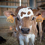 Calves in an Ecological Farm in France. © Elsa Palito