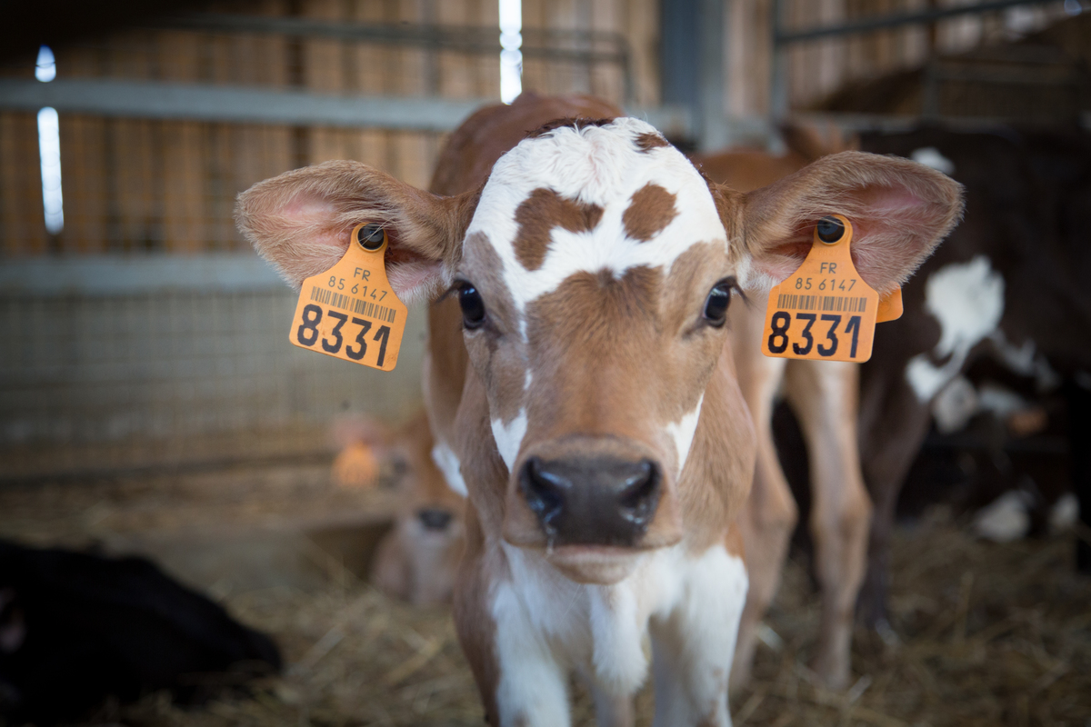 Calves in an Ecological Farm in France. © Elsa Palito