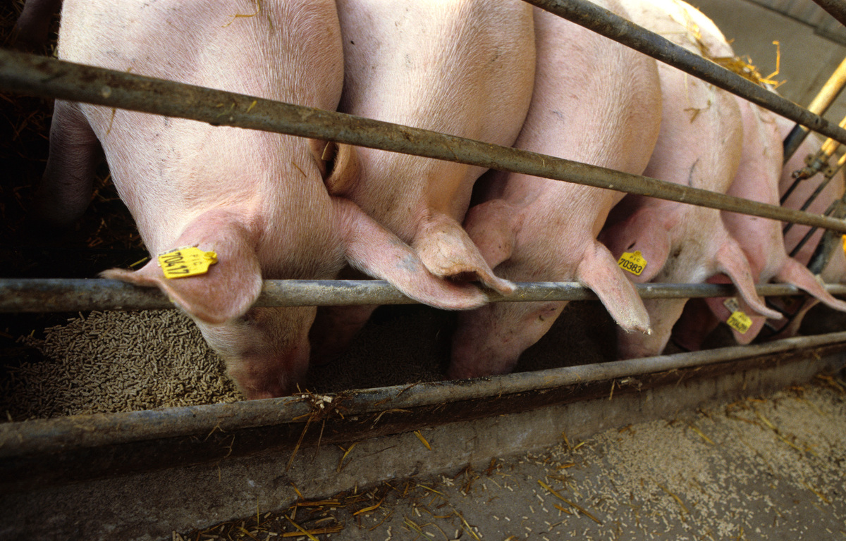 GE Pigs Documentation in Germany. © Axel Kirchhof