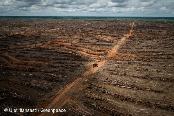 Documentation of landcover, forest clearance and plantation development in PT Megakarya Jaya Raya (PT MJR) oil palm concession, part of the Hayel Saeed Anam group which has a number of palm oil related interests including Pacific Inter-Link which controls HSA's palm oil refining and trading interests.