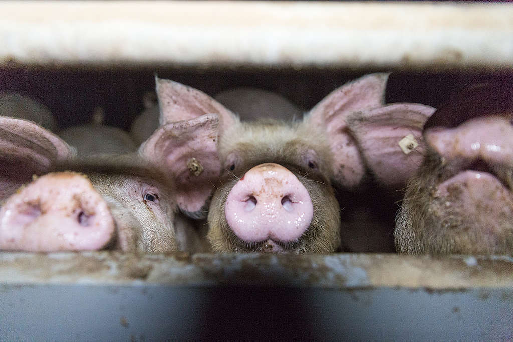 Pig Stall in Germany. © Anonymous