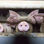 Pig Stall in Germany. © Anonymous