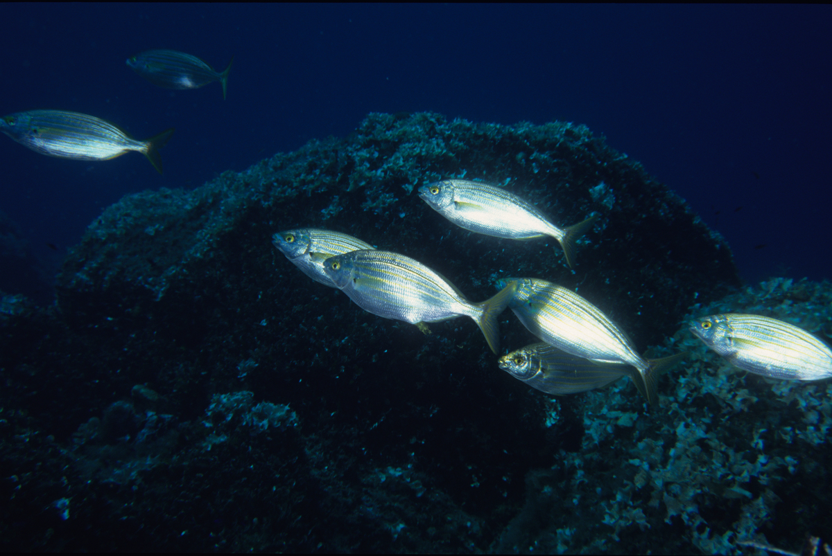 Fish in Italy. © Alessandro Giannì
