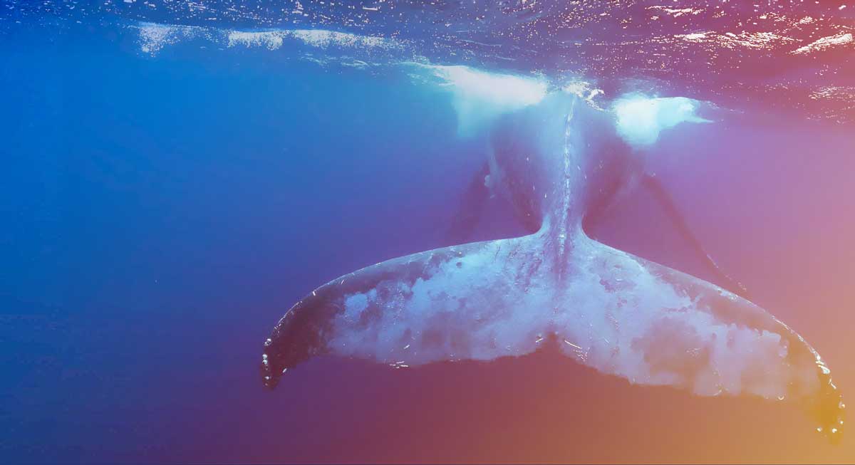 Proteggi gli Oceani