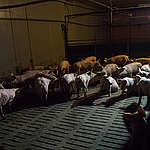 Pigs in Factory Farming in Germany. © Greenpeace