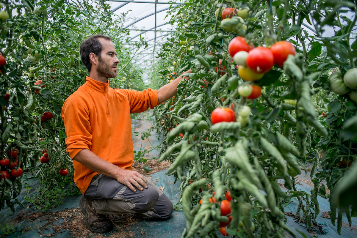 An Organic Farmer in Bretagne. © Emile Loreaux / Greenpeace