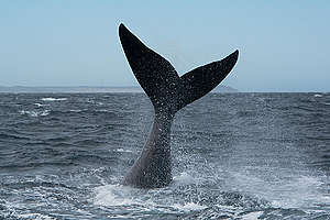Southern Right Whale in the Argentine Sea. © Martin Katz / Greenpeace
