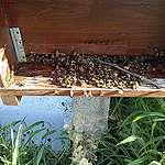 Stragi di api a causa dei pesticidi, adesso basta!
