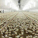 Chicken Fattening in North Germany.