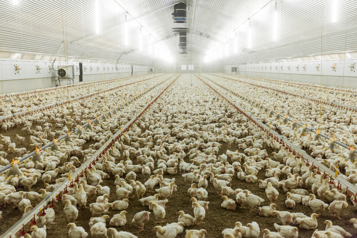 Chicken Fattening in North Germany.