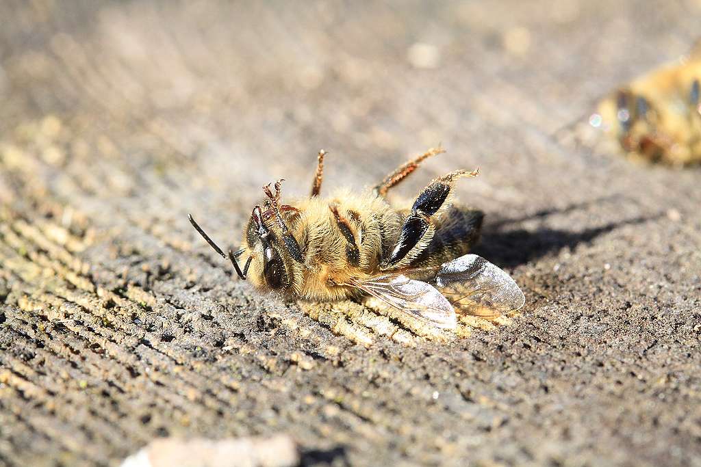 Api e insetti impollinatori in declino 