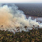 L’Amazzonia sta bruciando: gli incendi non risparmiano habitat e biodiversità