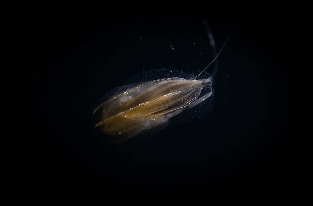 Immersione notturna all'Isola d'Elba per documentare la vita delle specie marine che popolano il Mar Tirreno