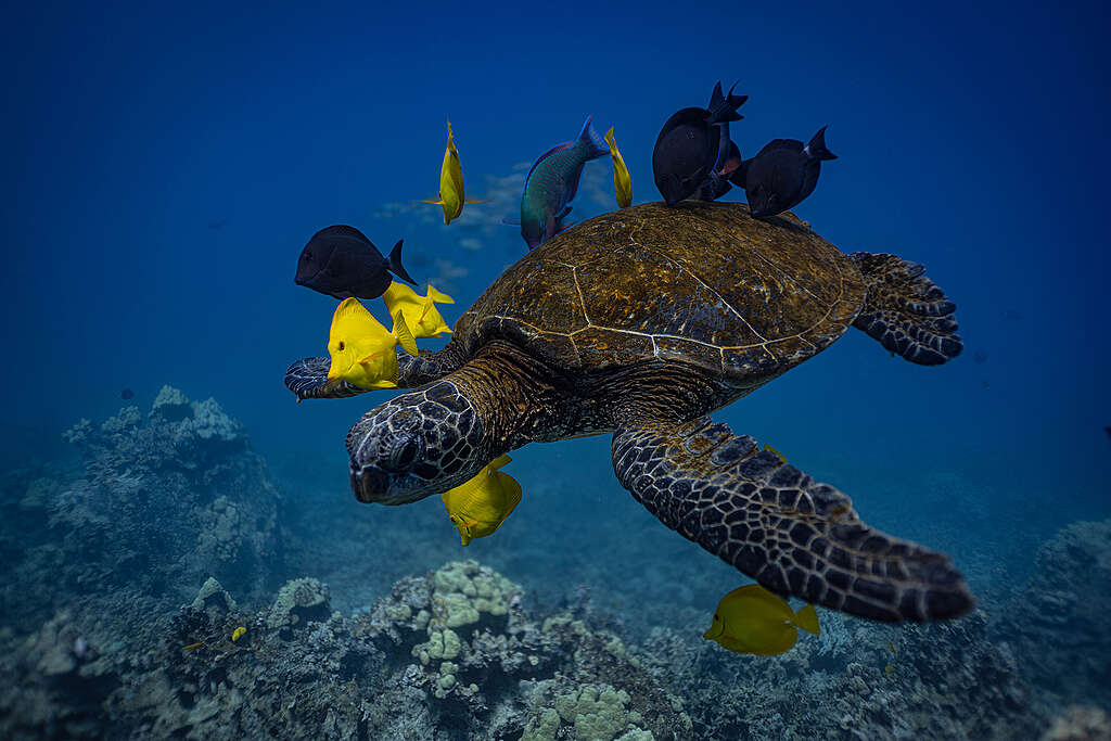 Tartarughe e pesci nella barriera corallina a Big Island, Hawaii