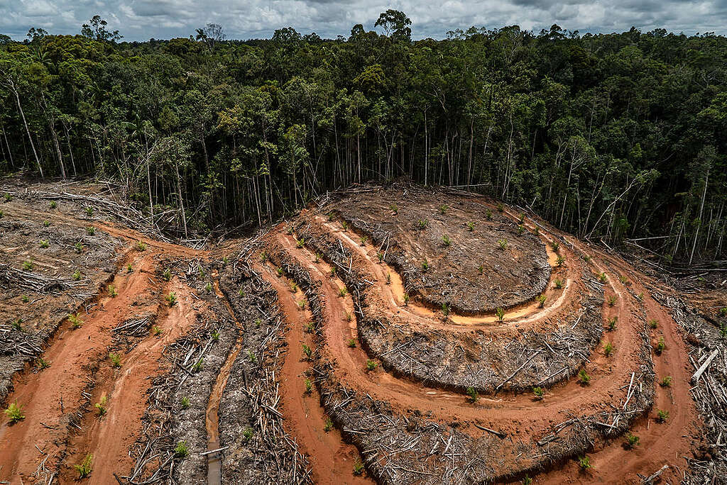 PT Megakarya Jaya Raya (PT MJR) Palm Oil Concession in Papua. © Ulet Ifansasti / Greenpeace