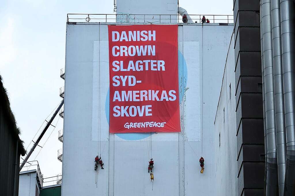 Attivisti di Greenpeace in azione contro Danish Crown strotolano uno striscione su una parete della fabbrica di mangimi nel porto di di Aarhus 