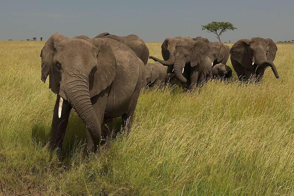 Un branco di elefanti corre nella savana