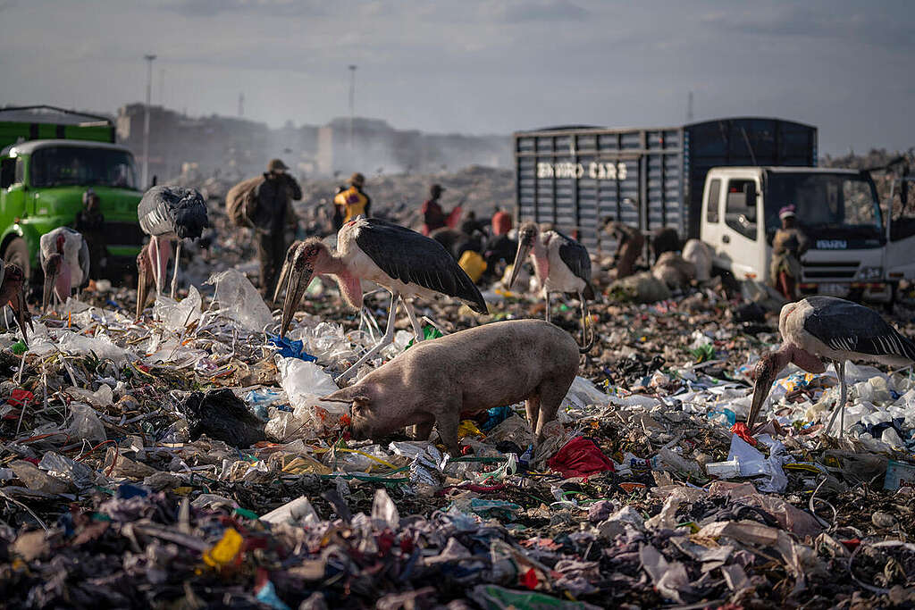Animali vagano su una distesa di rifiuti tessili nella discarica di Dandora a Nairobi, Kenya