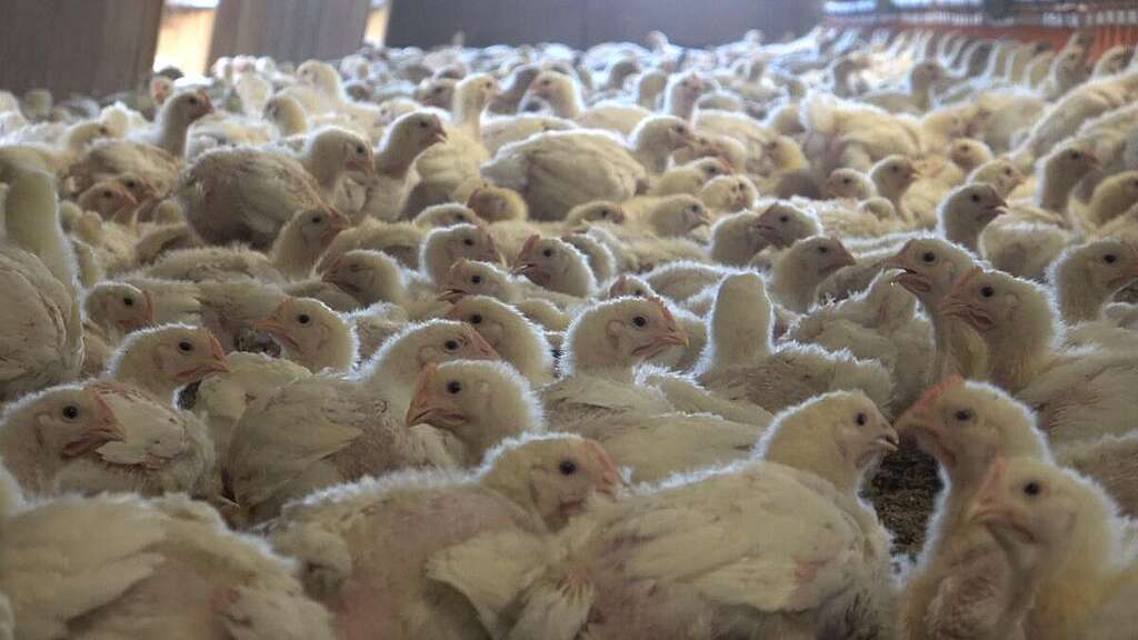 Polli in un allevamento intensivo, ammassati e senza accesso all'aria aperta