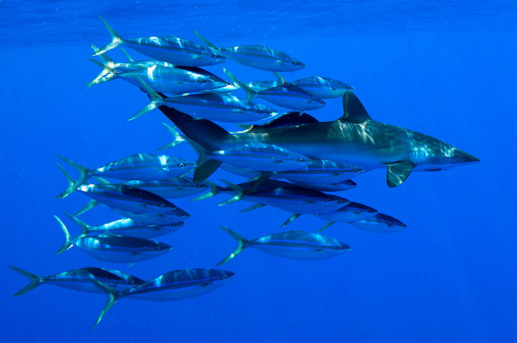 Uno squalo seta e altre forme di vita marina si aggirano intorno a un dispositivo di aggregazione dei pesci (FAD)