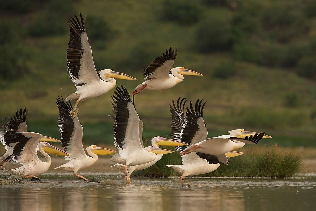 Pellicani in volo a pelo d'acqua su un lago nella savana, in Tanzania