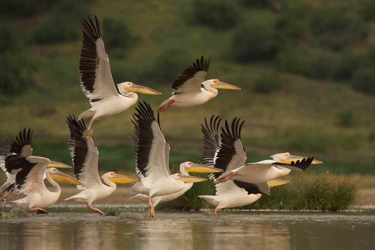 Pellicani in volo nella savana in Tanzania