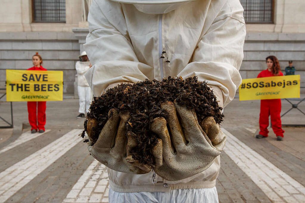 Attivisti di Greenpeace portano al Ministero dell'ambiente spagnolo 20 chili di api morte avvelenate dall'uso di insetticidi 