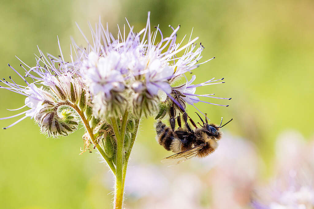 Primo piano di un bombo sui fiori di facelia