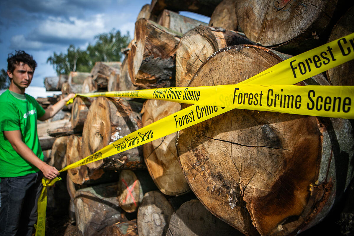 Protest against Illegal Logging in the Czech Republic. © Greenpeace / Barbora Sommers