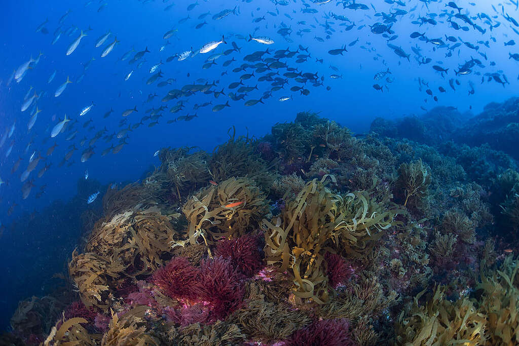 Fauna marina nel Vema Seamount, nell'Oceano Atlantico Fauna marina nel Vema Seamount, nell'Oceano Atlantico