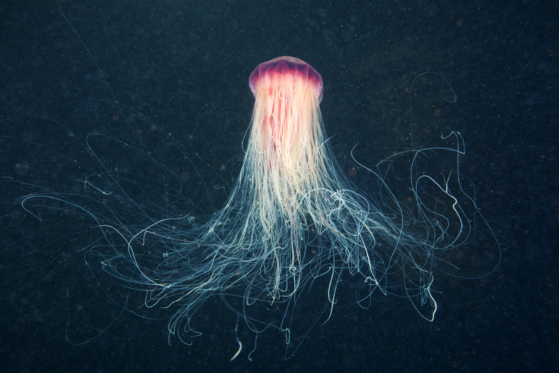 Una creatura marina che abita negli abissi dell'oceano, minacciata dal Deep Sea Mining Una creatura marina che abita negli abissi dell'oceano, minacciata dal Deep Sea Mining