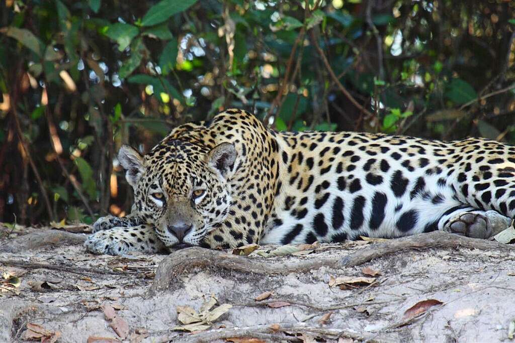 Un giaguaro (Panthera onca) nel Mato Grosso, Brasile, nel mezzo della giungla Un giaguaro (Panthera onca) nel Mato Grosso, Brasile, nel mezzo della giungla