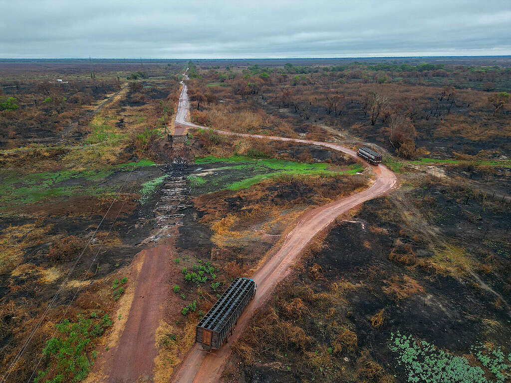 Veduta del Pantanal brasiliano, con terreni incendiati a causa della deforestazione illegale Veduta del Pantanal brasiliano, con terreni incendiati a causa della deforestazione illegale
