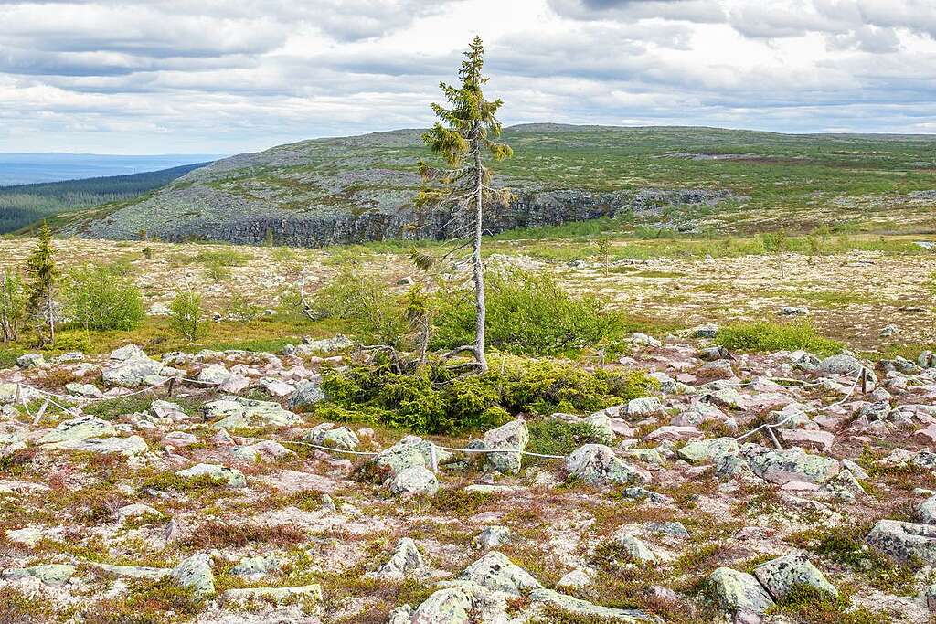 L'abete rosso Old Tjikko, in Svezia, circondato da un ampio prato e rocce