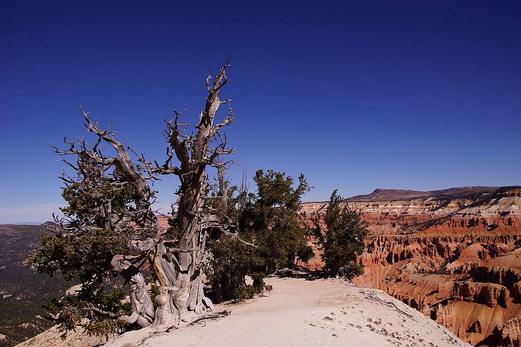 Il pino di Bristlecone, che ha scalzato il record di albero più vecchio del mondo che deteneva il Matusalemme