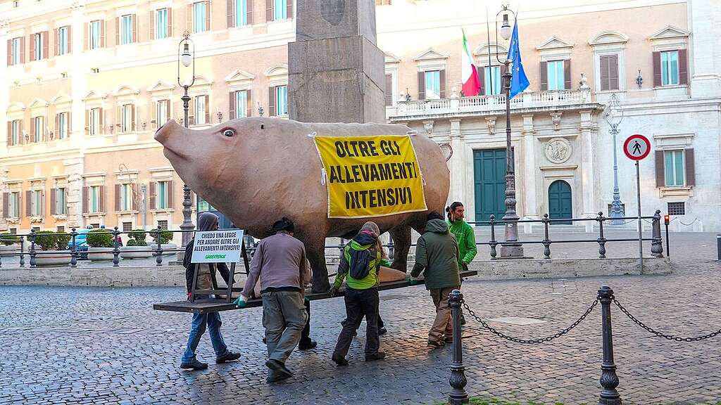 Attivisti di Greenpeace trasportano la scultura del maiale gigante a Montecitorio Attivisti di Greenpeace trasportano la scultura del maiale gigante a Montecitorio