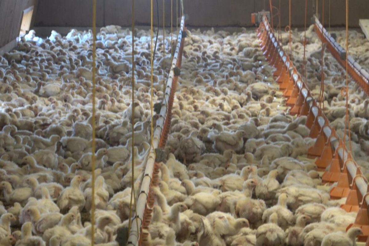 Aviaria, spese milionarie e declino piccole aziende: a due anni dalla proposta di legge contro gli allevamenti intensivi è ora di andare oltre