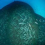 Basta allevamenti di pesce!