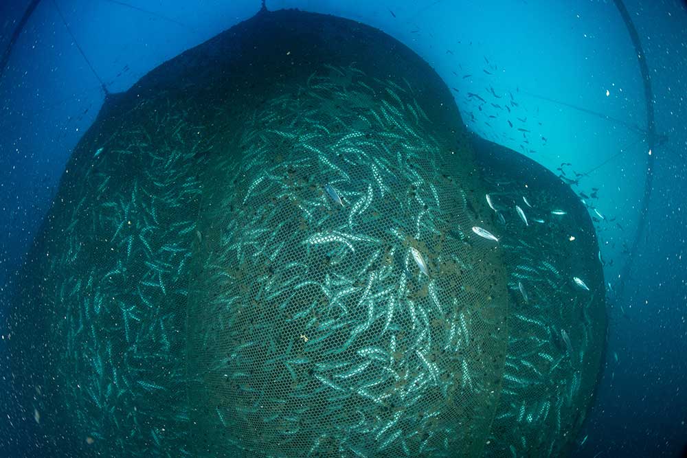 Pesci imprigionati in un'enorme rete sottomarina in un allevamento ittico di Roquetas de Mar, ad Almeria, in Spagna. Pesci imprigionati in un'enorme rete sottomarina in un allevamento ittico di Roquetas de Mar, ad Almeria, in Spagna.