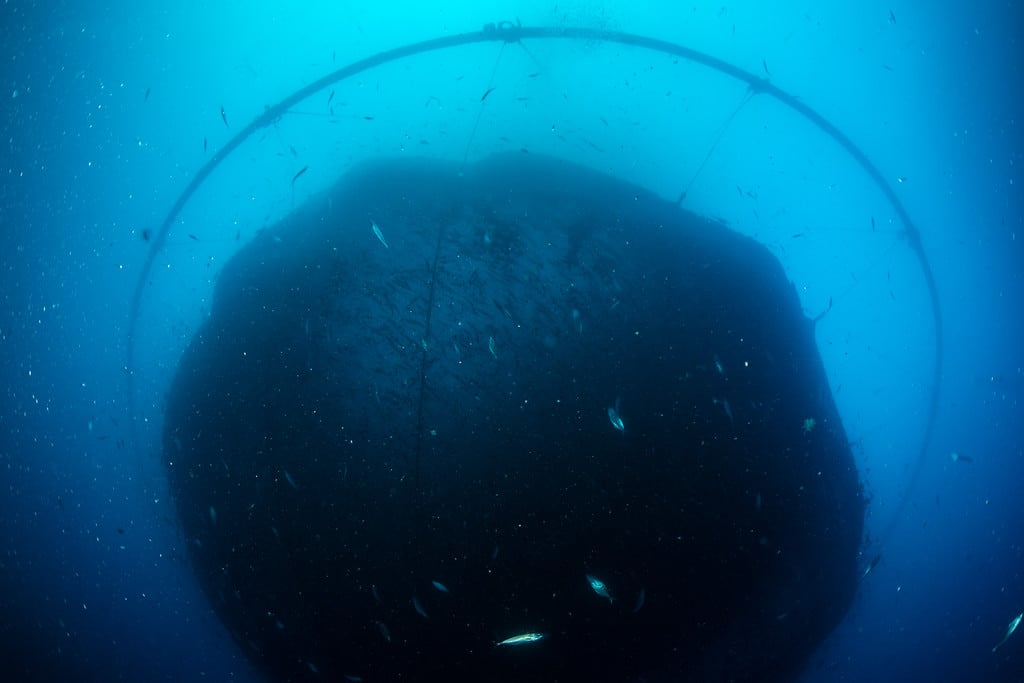 Pesci in un allevamento ittico intensivo intrappolati in un'enorme rete immersa nel mare