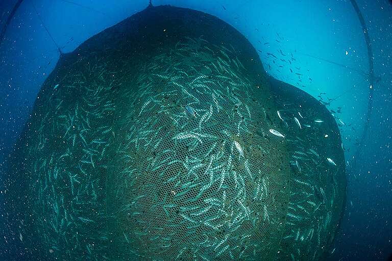 Pesci in un allevamento ittico intensivo intrappolati in un'enorme rete immersa nel mare Pesci in un allevamento ittico intensivo intrappolati in un'enorme rete immersa nel mare