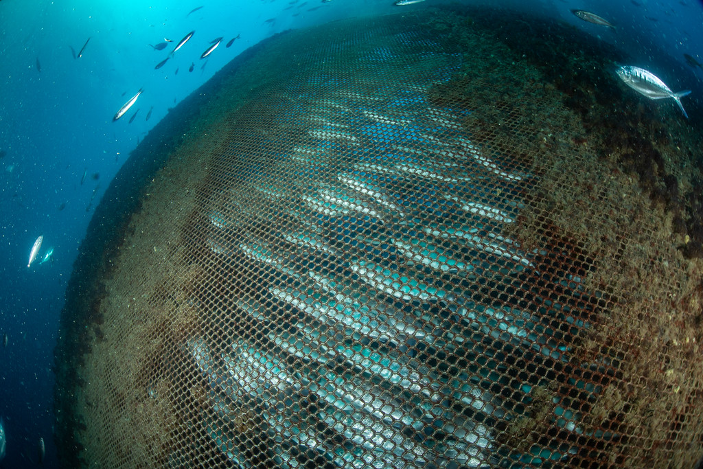 Pesci in un allevamento ittico intensivo intrappolati in un'enorme rete immersa nel mare