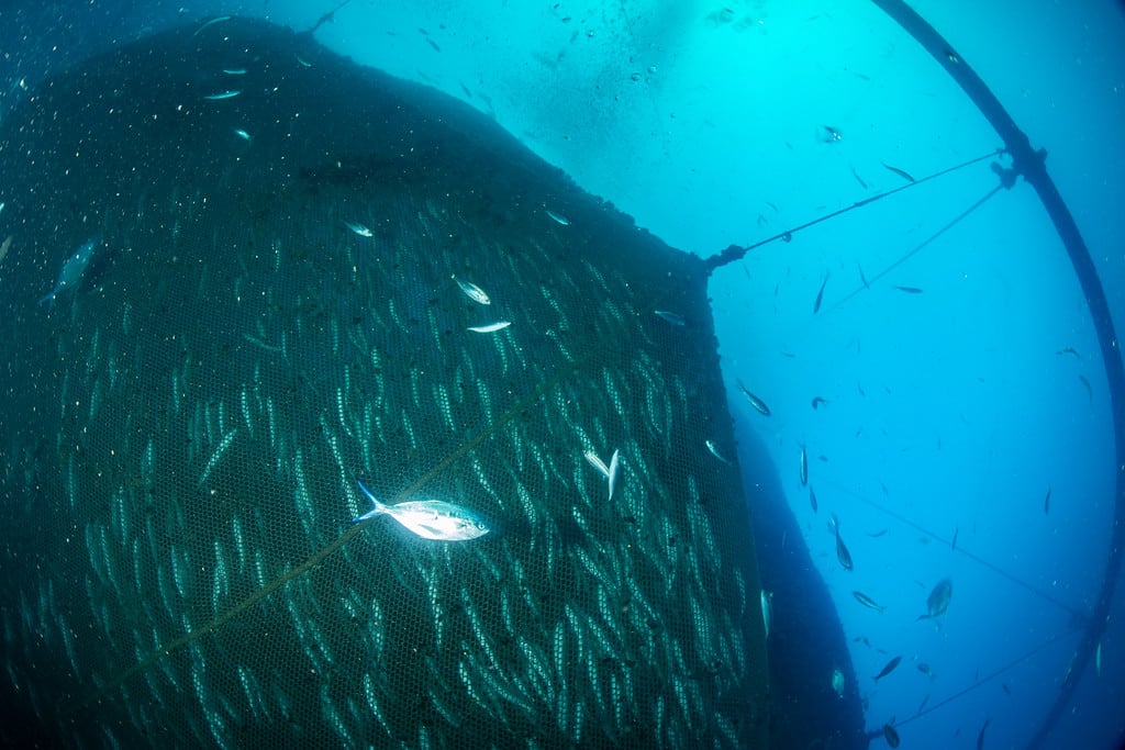 Allevamenti di pesce: le fabbriche sommerse che distruggono i mari