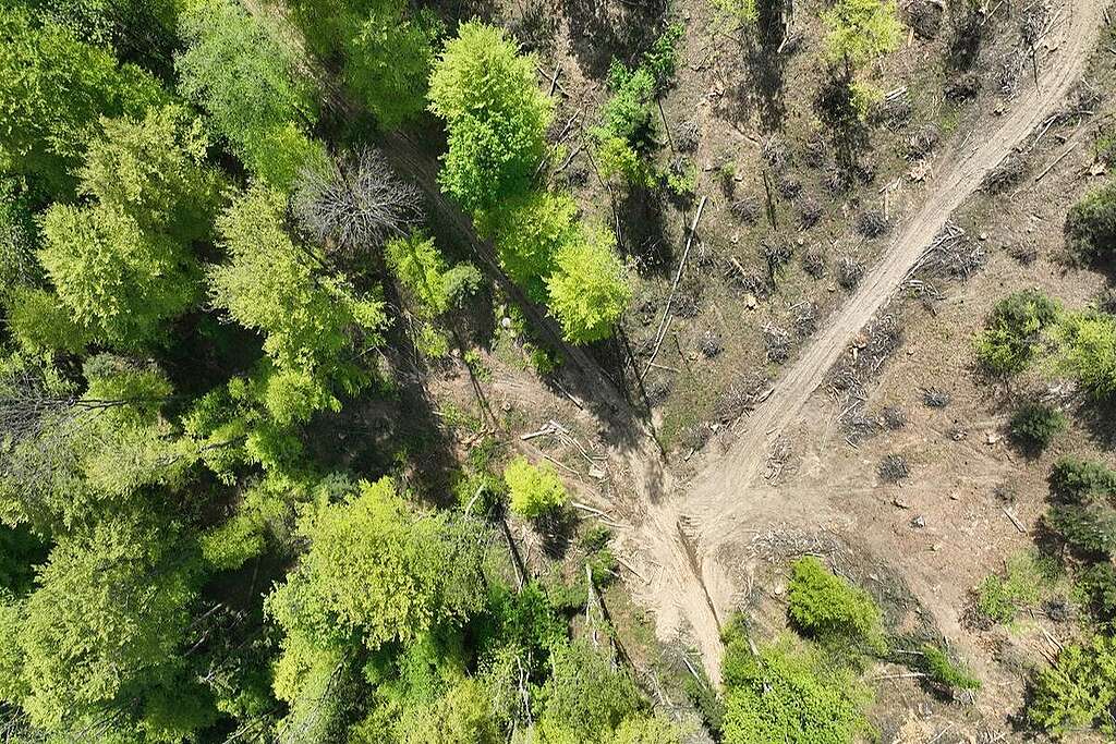 Area disboscata nella foresta di  Rusca Montană, nei Carpazi rumeni, uno degli ecosistemi forestali più antichi della Romania