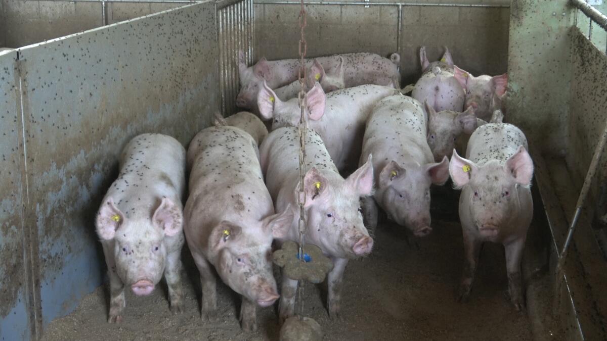 Factory Farming: Legal suffering in Switzerland. © Greenpeace Factory Farming: Legal suffering in Switzerland. © Greenpeace