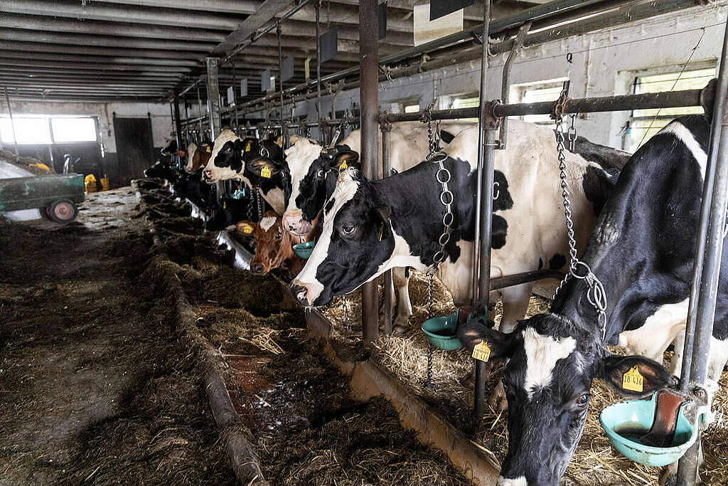 Mucche incatenate in un allevamento intensivo con segni di sfregamento sul collo Mucche incatenate in un allevamento intensivo con segni di sfregamento sul collo
